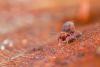 Dicyrtoma fusca